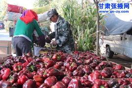 張掖市農科院微生物有機肥試點與土壤改良劑研發綜述